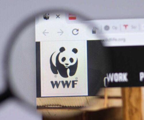 11wwf