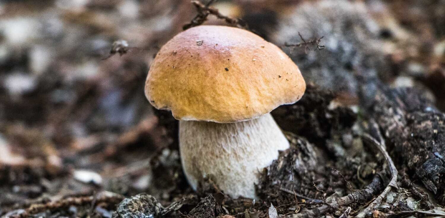 11funghi